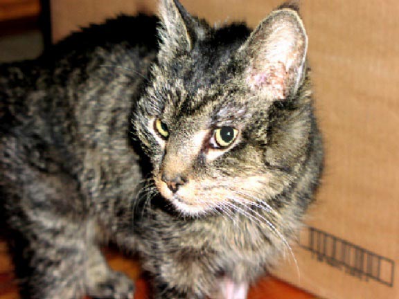 Ember has been walking slowly, looking around.