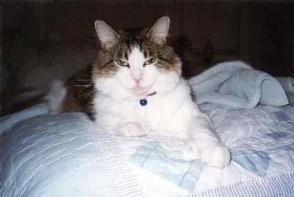 Huckleberry is lying on a patchwork quilt and smiling at you.