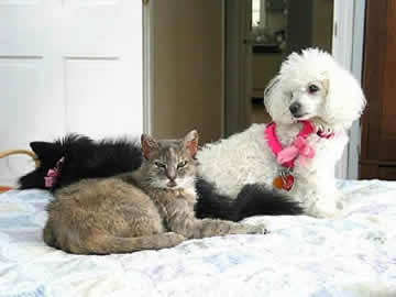 A white blind & deaf dog is sitting on the bed with a black blind & partially deaf dog with an autoimmune disease and an elderly cat with a neurological disorder. 